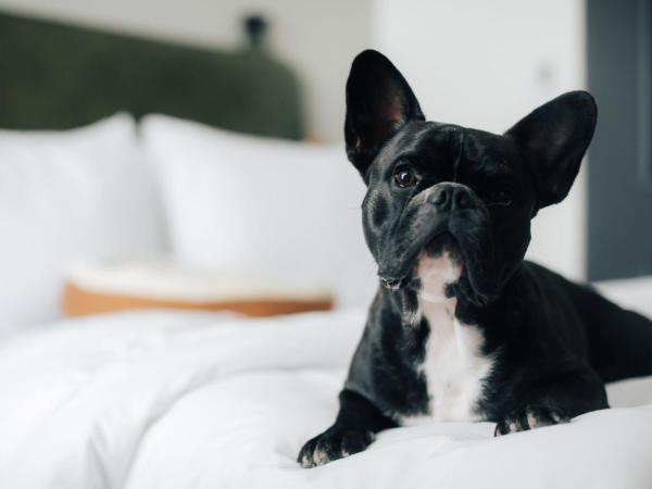 Moxy Osaka Shin Umeda : photo 4 de la chambre chambre lit queen-size standard - vue sur ville