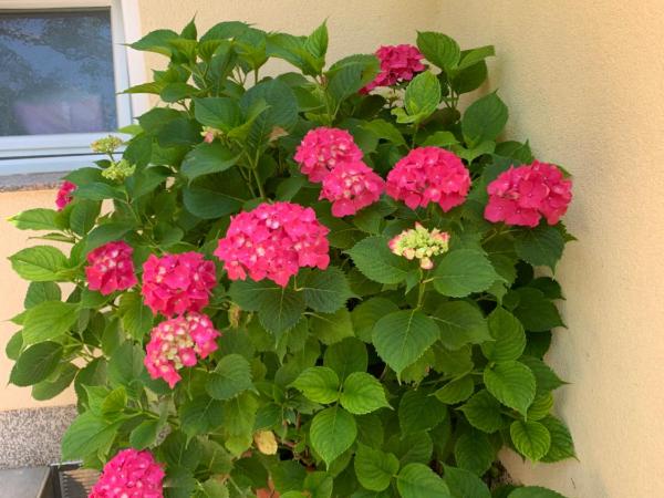 Guest House Krk Town Centre : photo 5 de la chambre chambre double deluxe avec balcon