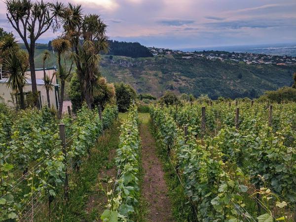 Tussock Hill Vineyard Retreats : photo 2 de la chambre chambre lit king-size avec balcon
