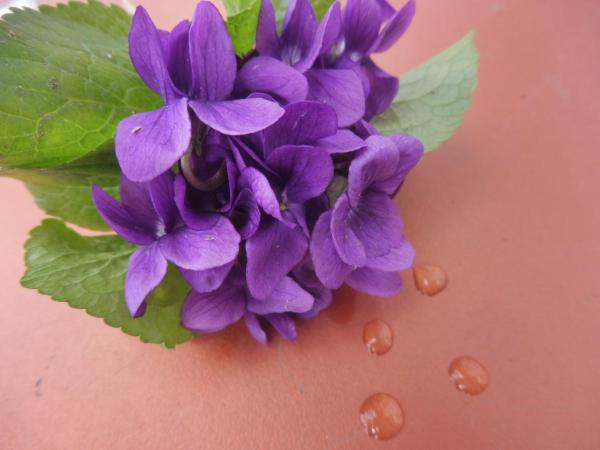 Ma Toulousaine Chambre d'Hôtes : photo 4 de la chambre chambre double