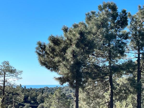 Chambre d'hôte lloret : photo 4 de la chambre chambre double