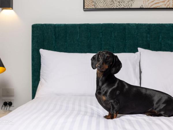 The Sebel Canberra Civic : photo 1 de la chambre chambre supérieure lit queen-size