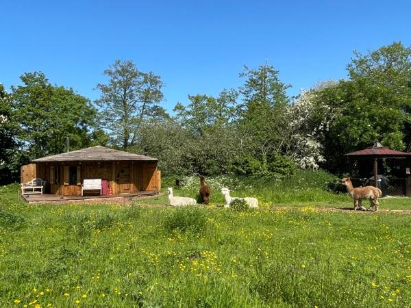 Acorn Glade Glamping : photo 4 de la chambre chalet supérieur