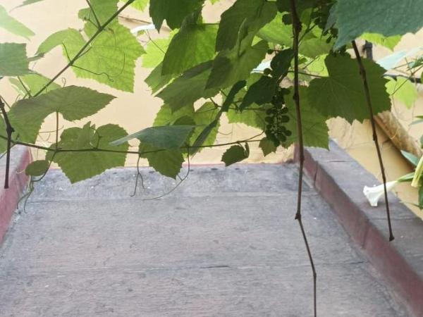 Il giardino nascosto : photo 3 de la chambre chambre quadruple avec salle de bains