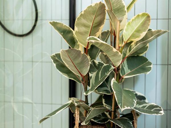 Urban Jungle Apartments : photo 8 de la chambre one bedroom apartment with balcony