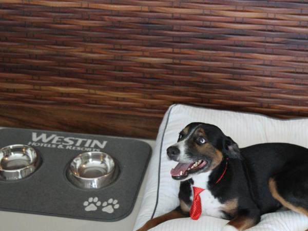 The Westin Cozumel : photo 4 de la chambre chambre lit king-size classique - vue sur océan