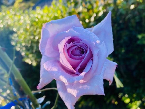 Delight at Golf : photo 3 de la chambre suite familiale
