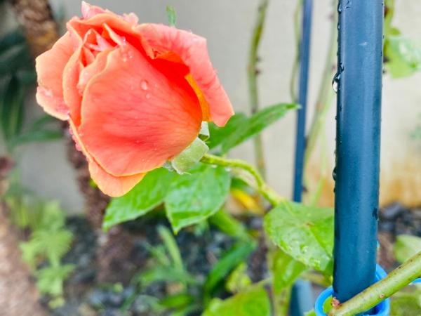 Delight at Golf : photo 7 de la chambre suite familiale