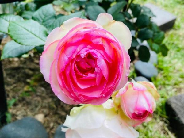 Delight at Golf : photo 5 de la chambre suite familiale