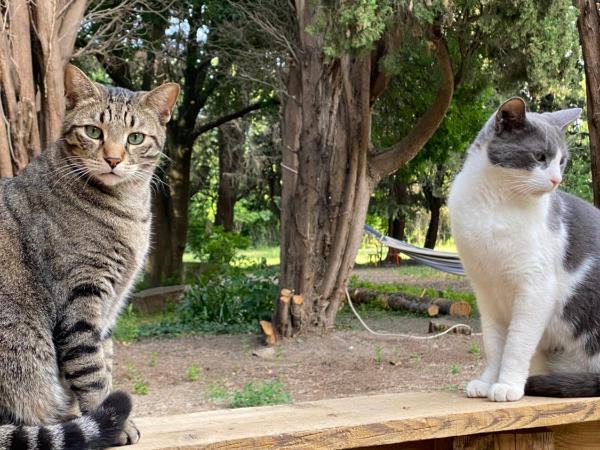 Appartement Les Cyprès de l'Île : photo 1 de la chambre appartement