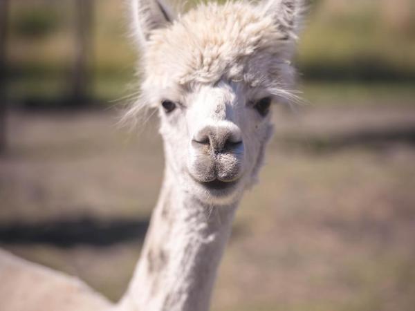 Boris & Barney : photo 9 de la chambre tente