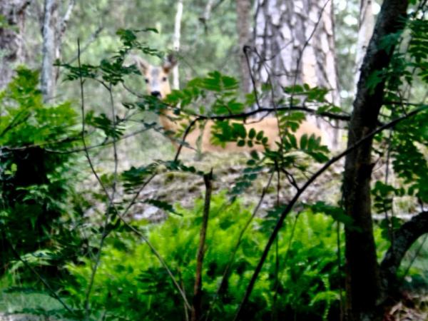 Bed&Breakfast in nature 12 min from city free bikes : photo 7 de la chambre petite chambre double