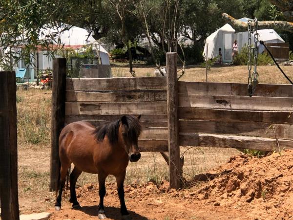 Forest Domes : photo 1 de la chambre tente