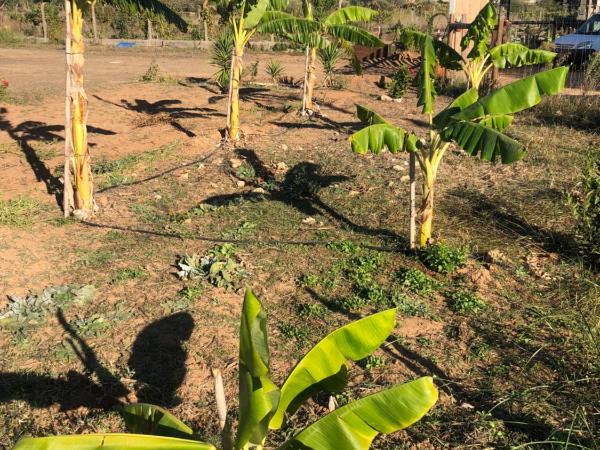 Forest Domes : photo 6 de la chambre tente