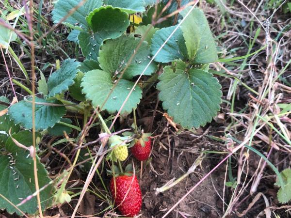 Forest Domes : photo 7 de la chambre tente