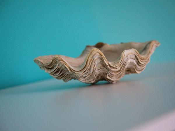 O'Myosotis : photo 5 de la chambre chambre lit king-size - vue sur jardin