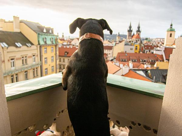 Hotel Paris Prague : photo 4 de la chambre suite - vue sur ville