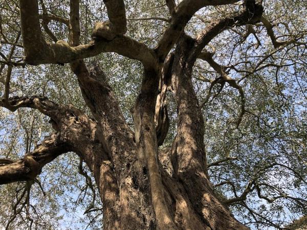 LA VIGNA Agriturismo : photo 9 de la chambre appartement 2 chambres