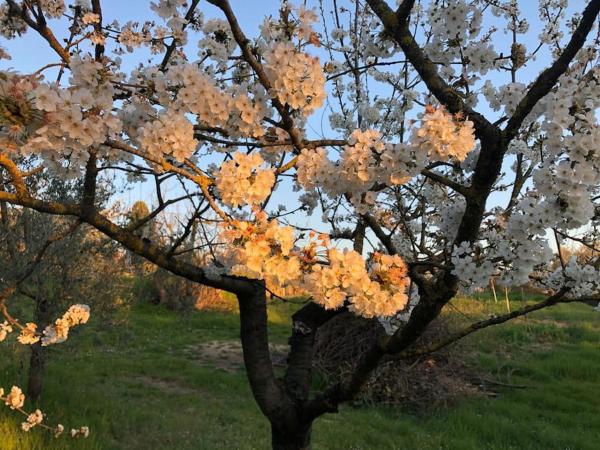 LA VIGNA Agriturismo : photo 3 de la chambre appartement 2 chambres