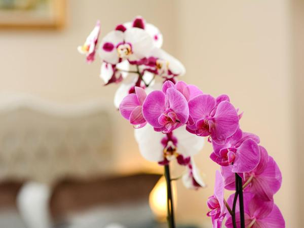 Recital Hotel : photo 8 de la chambre chambre double deluxe