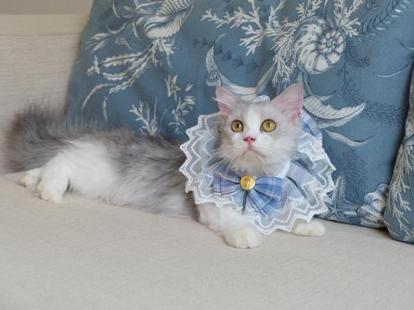 Blu Marine Hua Hin Resort and Villas : photo 1 de la chambre blu suite - pet friendly