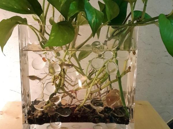 Lydia Craft Guesthouse : photo 10 de la chambre chambre familiale avec douche