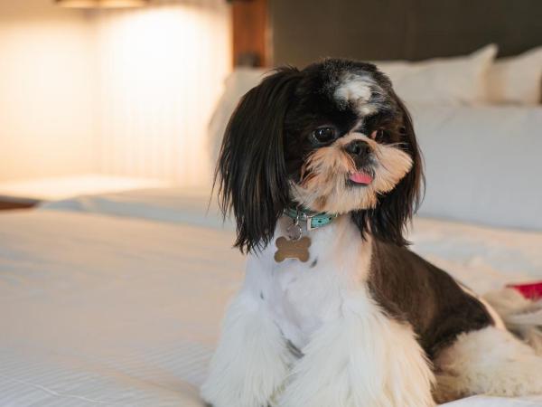 The Westin Monterrey Valle : photo 1 de la chambre deluxe room, guest room, 2 queen, city view