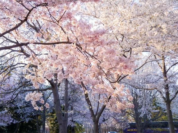 东京上野超级中心 设计师房间Yboe 上野公园3分钟 车站1分钟 超级繁华 免费wifi 戴森吹风 : photo 8 de la chambre chambre double deluxe avec douche