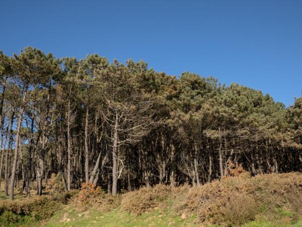 Doniños Nature : photo 3 de la chambre appartement - vue sur mer