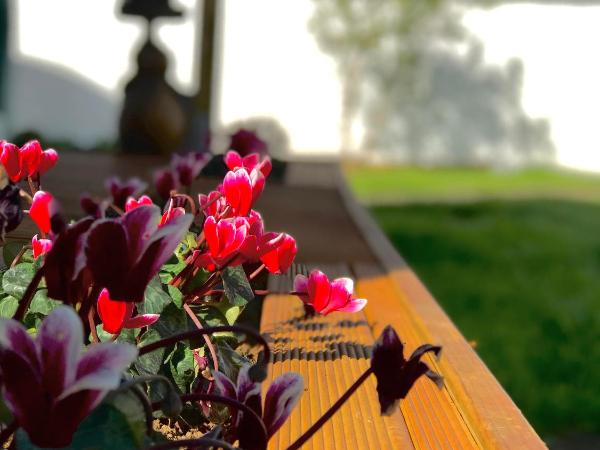 Onehunga Garden Tinyhouse : photo 4 de la chambre suite avec terrasse 