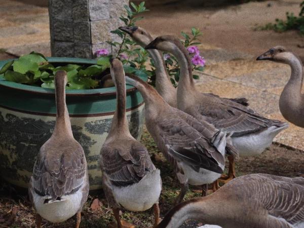 The Ritz-Carlton Sanya, Yalong Bay : photo 6 de la chambre ritz kids night safari adventures  