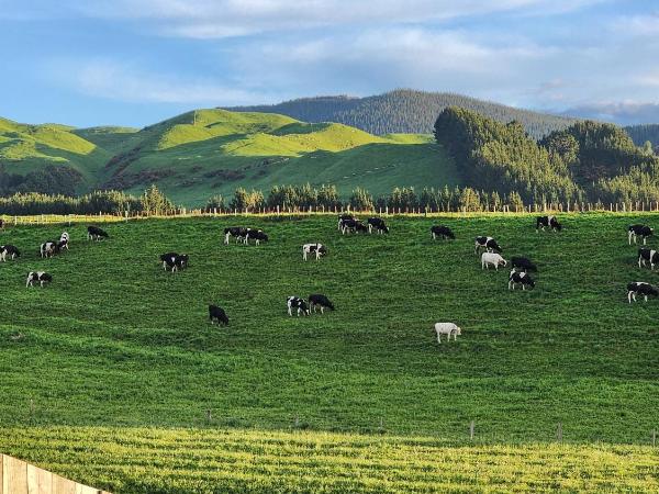 A stunning retreat in Rotorua! : photo 5 de la chambre chambre lit king-size - vue sur montagne