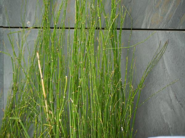 Hotel Regina : photo 7 de la chambre chambre penthouse avec terrasse et jacuzzi