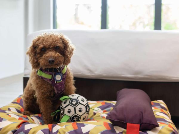 Hyatt Regency Sanya Tianli Bay : photo 1 de la chambre courtyard king room - dog friendly