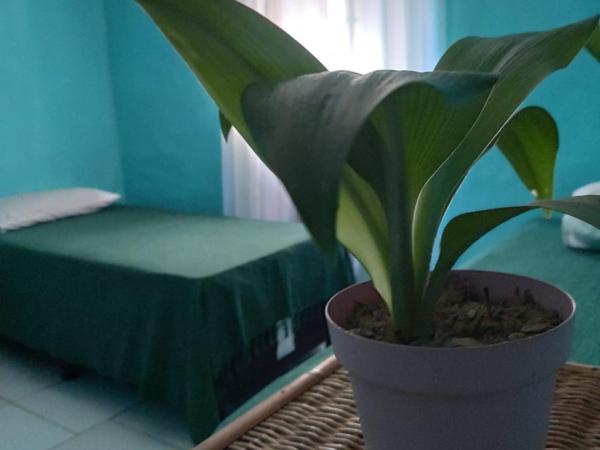 Raizes Surf and Bar Hostel : photo 1 de la chambre lit simple en dortoir