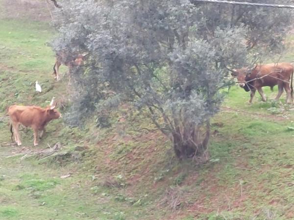 FALCOARIA de Santa Efigenia : photo 3 de la chambre bungalow supérieur