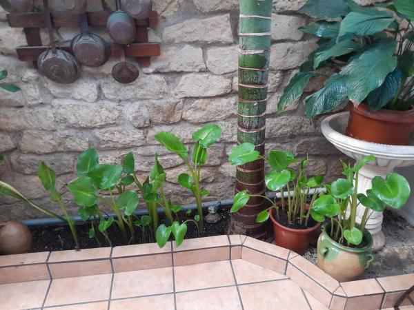 Pensión Guesthouse Antonio : photo 2 de la chambre appartement - rez-de-chaussée