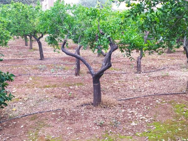 Giardino delle arance Luxury Rooms : photo 5 de la chambre chambre double avec salle de bains privative extérieure