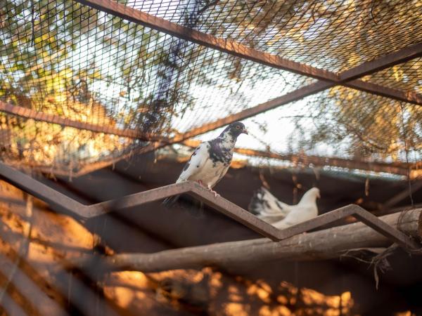 Villa Septha : photo 4 de la chambre villa avec piscine privée