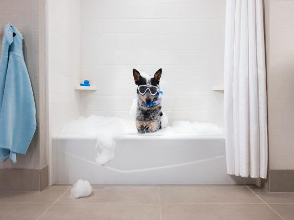 Home2 Suites By Hilton Winter Garden : photo 4 de la chambre queen studio suite with bath tub - mobility accessible