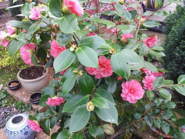 Compton Guest House : photo 5 de la chambre chambre double