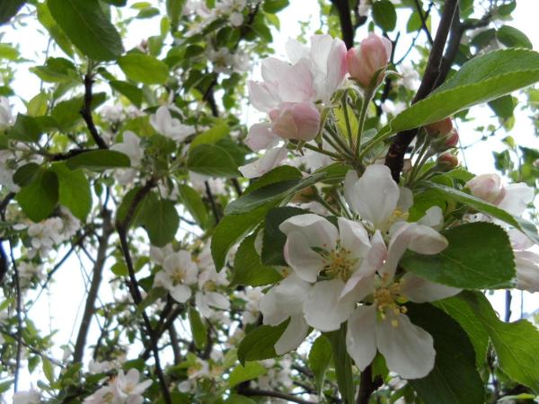 Compton Guest House : photo 4 de la chambre chambre double