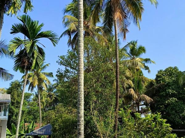 Juliet's Homestay : photo 6 de la chambre chambre double standard avec ventilateur