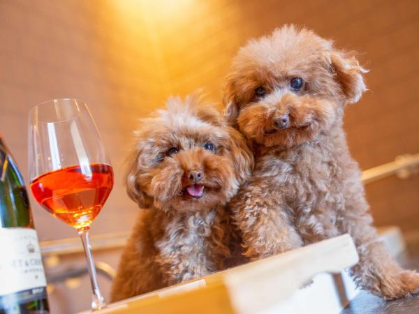 Hyatt Centric Melbourne : photo 3 de la chambre suite lit king-size