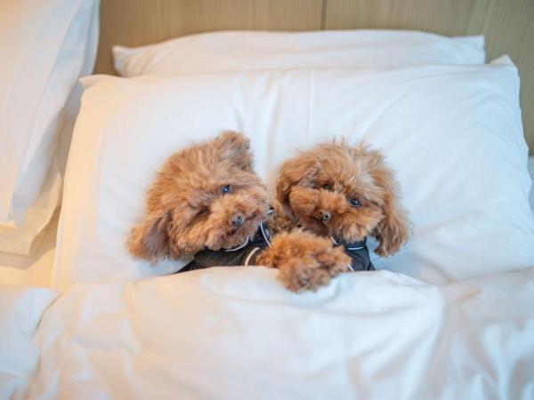 Hyatt Centric Melbourne : photo 4 de la chambre chambre lit king-size