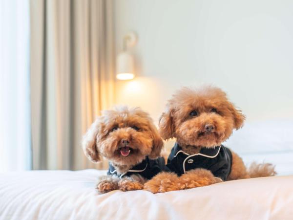 Hyatt Centric Melbourne : photo 6 de la chambre chambre lit king-size