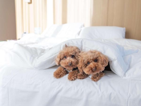 Hyatt Centric Melbourne : photo 8 de la chambre chambre lit king-size