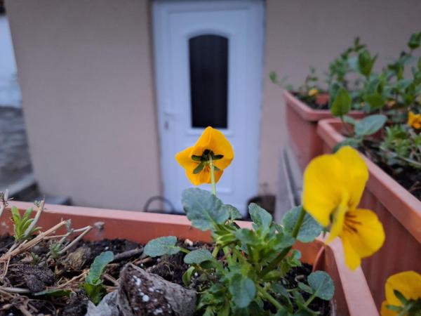 Filsdeger Royal Panzió : photo 10 de la chambre appartement avec terrasse