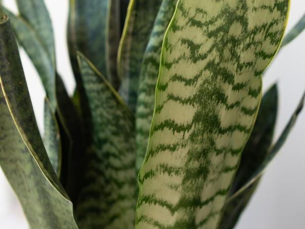 Studio Cabin in Belfast : photo 2 de la chambre chambre double