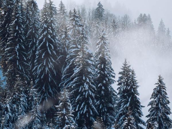 Hotel Jungfraublick : photo 4 de la chambre chambre double - vue sur forêt